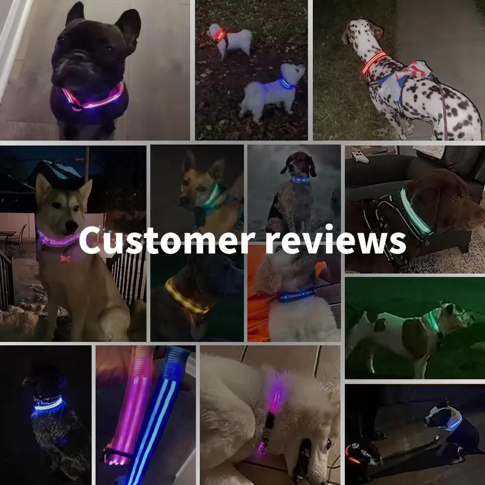 LED Light Dog Collar - Bargain Tool